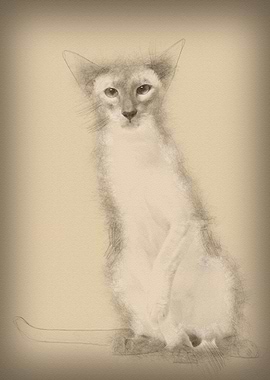 Siamese cat portrait again