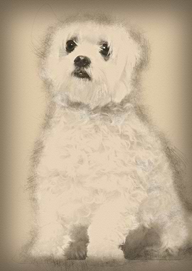 Maltese 2 years old sittin