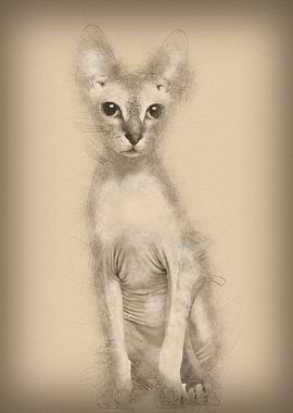 Portrait of Sphynx cat 6 m