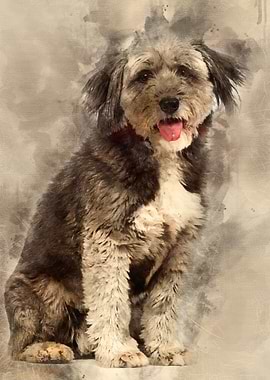 Crossbreed 4 years old sit