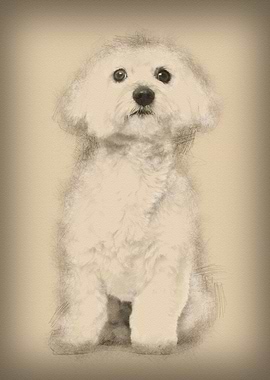 Maltese dog 2 years old si