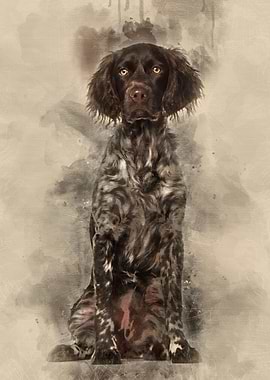 Munsterlander dog 9 month