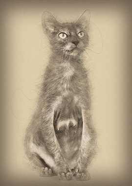 Lykoi cat also called the