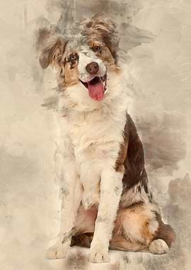 Australian Shepherd puppy