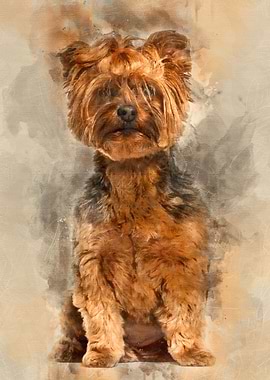 Yorkshire Terrier sitting