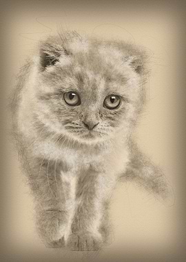 Portrait of Scottish Fold