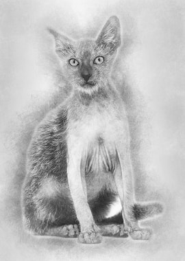 Kitten Lykoi cat 3 months