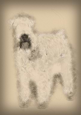 SoftCoated Wheaten Terrier