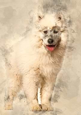 Samoyed puppy standing aga