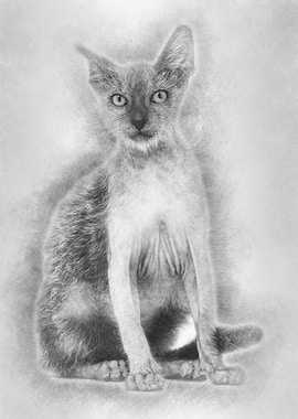 Kitten Lykoi cat 3 months