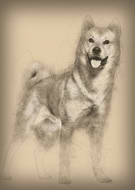 Shiba Inu standing in stud