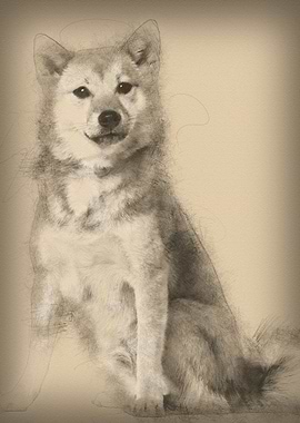 Shiba Inu 1 year old sitti