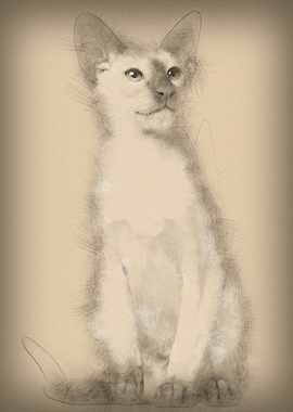 Siamese kitten 5 months ol