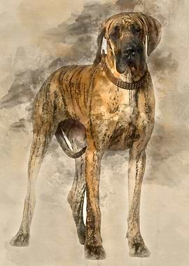 Great Dane 10 months old s