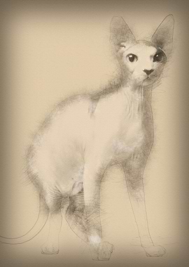 Sphynx cat 13 months old s