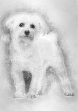 Maltese 1 year old standin