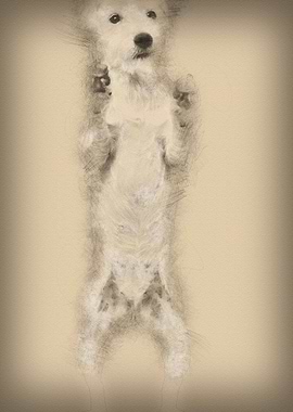 Parson Russell Terrier sta