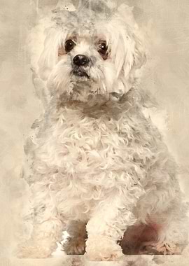 Maltese 2 years old sittin