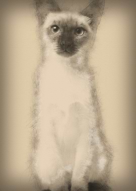 Thai kitten 5 months old s