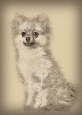 Spitz puppy 3 months old s