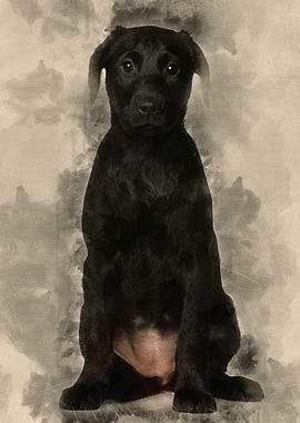 Labrador puppy 3 months ol