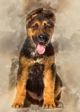 German Shepherd puppy 3 m