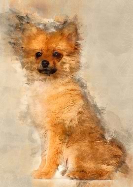 Spitz puppy 3 months old s