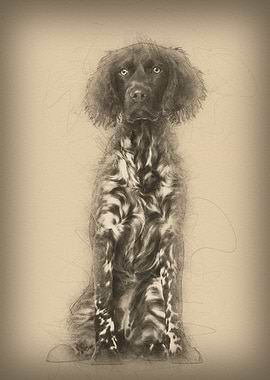 Munsterlander dog 9 month