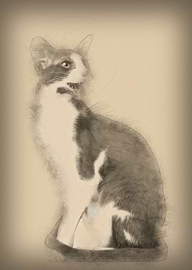 Oriental Shorthair sitting