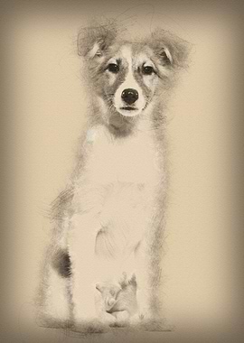 Mixedbreed dog sitting aga