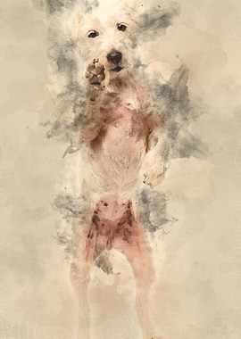 Parson Russell Terrier sta