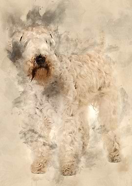 SoftCoated Wheaten Terrie