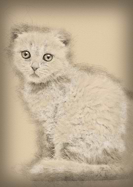 Portrait of Scottish Fold
