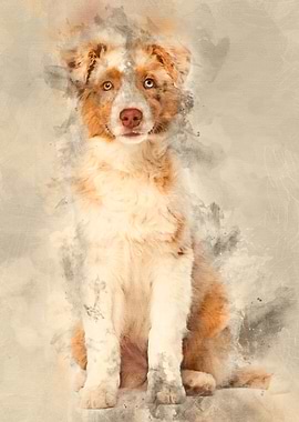 Australian Shepherd puppy