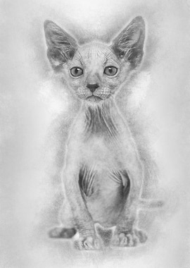 Kitten Lykoi cat 7 weeks o