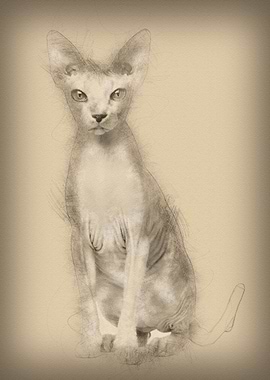 Sphynx cat 1 year old sitt