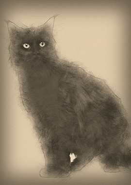 Maine coon 3 years old sit