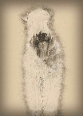 Softcoated Wheaten Terrier