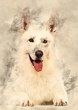 Swiss Shepherd dog 5 years