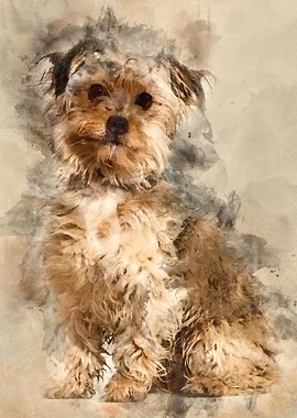 Mixedbreed dog sitting ag