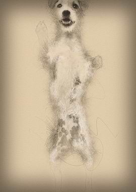 Parson Russell Terrier sta