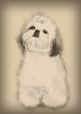 Shih Tzu sitting against w
