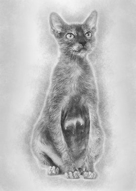Lykoi cat also called the
