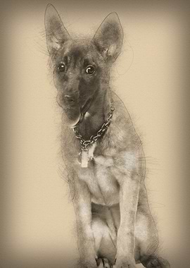 Portrait of Belgian shephe