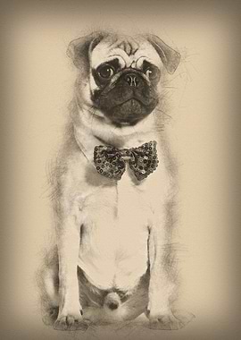 Pug in red bow tie sitting