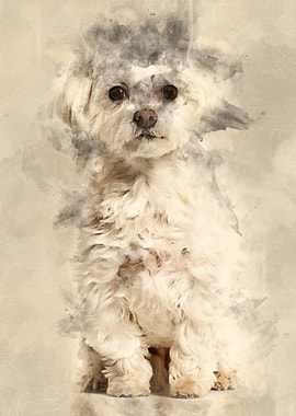 Maltese dog sitting agains