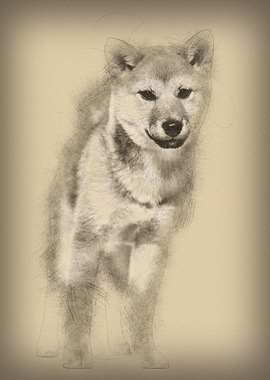 Shiba Inu dog standing aga