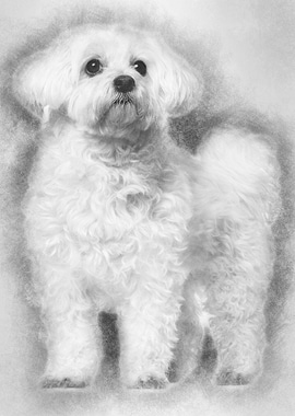 Maltese 11 years old stand