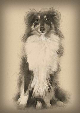 Shetland Sheepdog 2 years