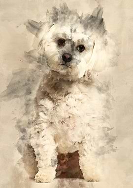 Maltese dog sitting agains